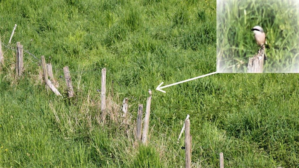 Weidezäune sind für viele Vögel beliebte Sitzwarten.  Foto: Doppelkornweihen