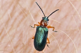 Rothalsiges Grashähnchen (Oulema melanopus). Foto: Doppelkornweihen.