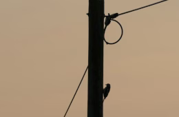 Buntspecht auf der Höhe der Zeit. Foto: Doppelkornweihen