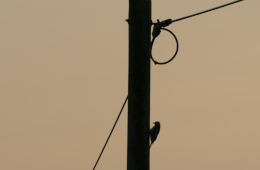 Buntspecht auf der Höhe der Zeit. Foto: Doppelkornweihen