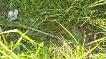 Fotofalle zum Nachweis der Waldbirkenmaus. 