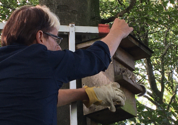 Holger Meinig kontrolliert einen vom Siebenschläfer bewohnten Nistkasten.