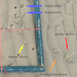 Je dicker eine Kotschnur ist, desto älter und größer ist der Wurm, der sich darunter verbirgt. Foto: BioConsult.