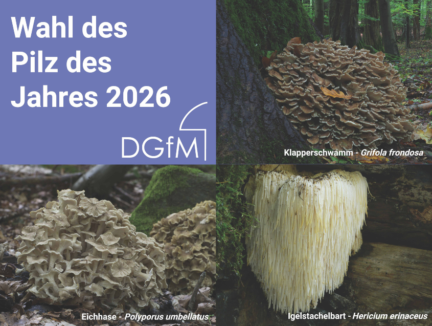 Wahl zum Pilz des Jahres 2026 Foto: DGfM