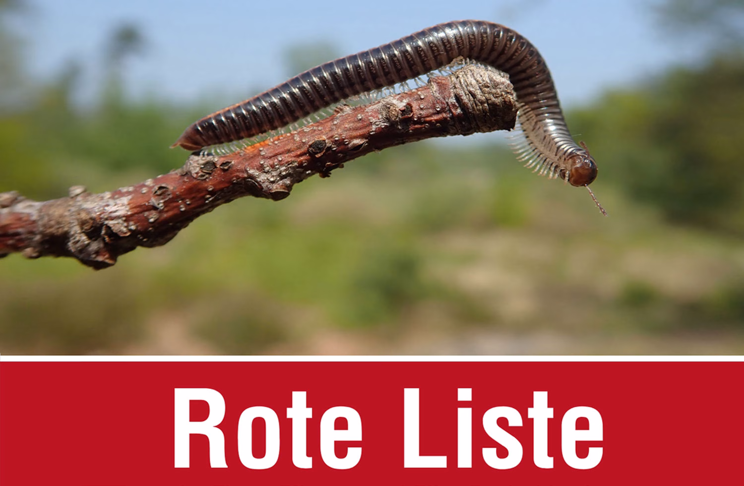Rote Liste der Hundertfüßer und Doppelfüßer Deutschlands.
