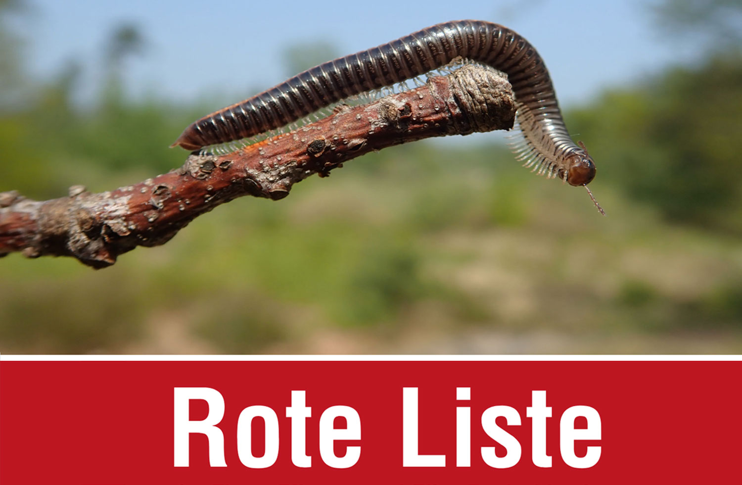 Rote Liste der Hundertfüßer und Doppelfüßer Deutschlands.