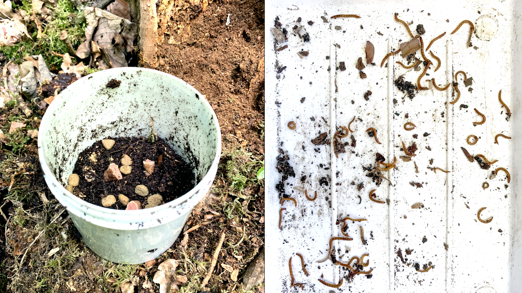 Der Larvenköderbecher (links) lockt karnivore Insektenlarven aus dem Mulmkörper eines hohlen Baumes an Foto: Jonas Köhler