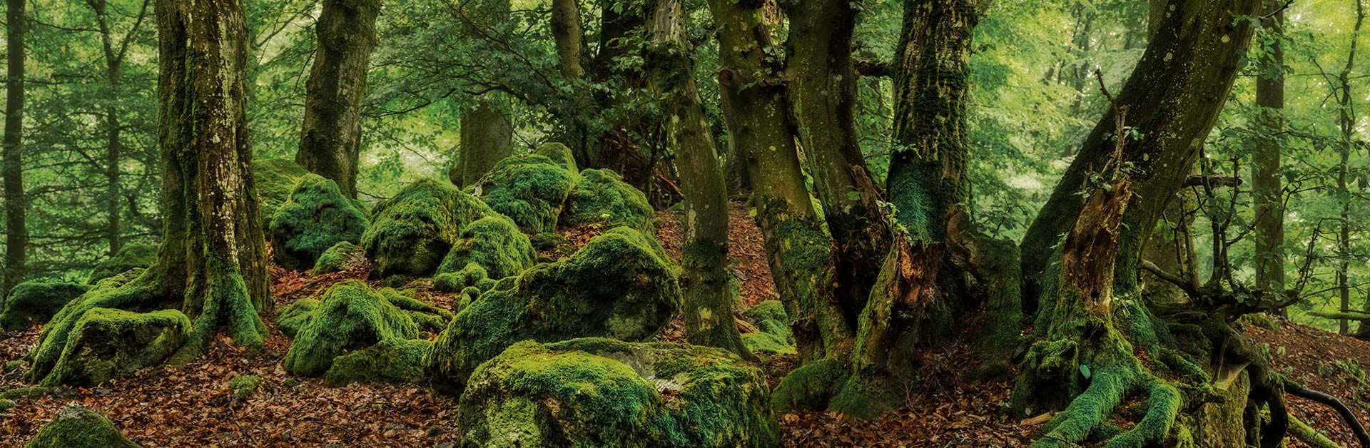 Auf dem Steinmehlskopf in der Vulkaneifel. Foto: Ingrid Lamour.