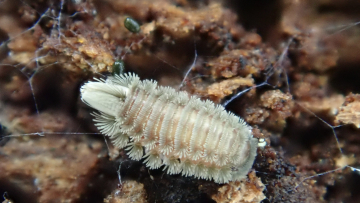 Der Pinselfüßer (Polyxenus lagurus) ist in Deutschland mäßig häufig und gilt als ungefährdet. Seinen Namen verdankt er den Haaren, die wie bei einem Pinsel in Büscheln stehen. Mit maximal 3 mm ist er sehr klein. Foto: Leif Moritz.