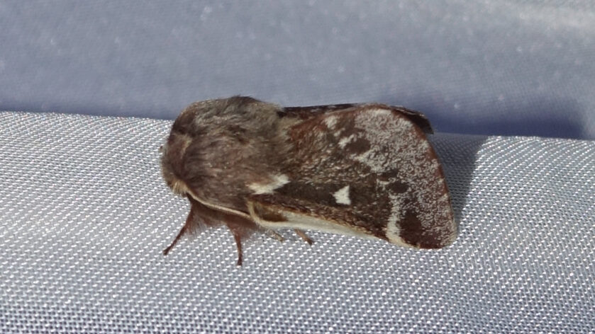 Das ausgewachsene Exemplar des Alpen-Wollafter wurde im Frühjahr 2021 in den bayerischen Alpen gefunden. Foto: Alfred Karle-Fendt