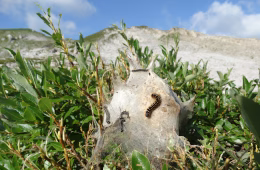 Raupengespinst des Alpen-Wollafter - wie hier auf dem Gottesackerplateau im Naturpark Nagelfluhkette – wurden schon vor einige Jahren gefunden, ein Nachweis des ausgewachsenen Falters gelang damals jedoch nicht.  Foto: Alfred Karle-Fendt    