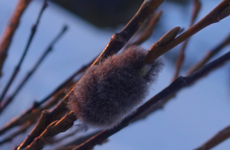 Die Weibchen legen Ihre Eier an Zweigen ab und bedecken sie mit Afterwolle. Foto: Alfred Karle-Fendt