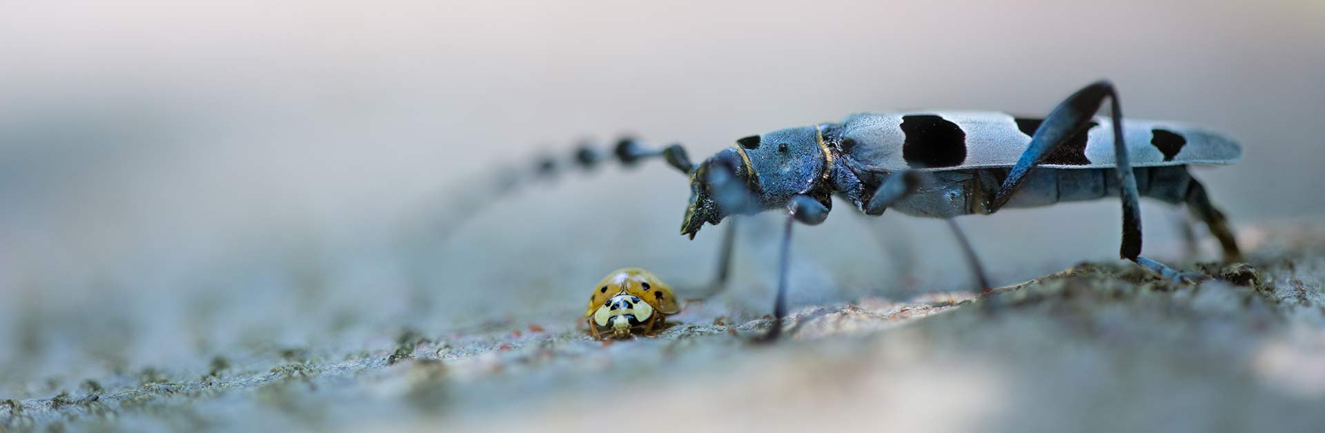 Während der Asiatische Marienkäfer (Harmonia axyridis) als eingeschleppte Tierart (Neozoon) in den Roten Listen Deutschlands nicht bewertet wird, ist der Alpenbock (Rosalia alpina) europaweit streng geschützt.