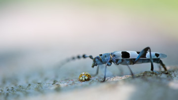 Asiatischer Marienkäfer (Harmonia axyridis) und Alpenbock (Rosalia alpina). Foto: Heinz Buls.