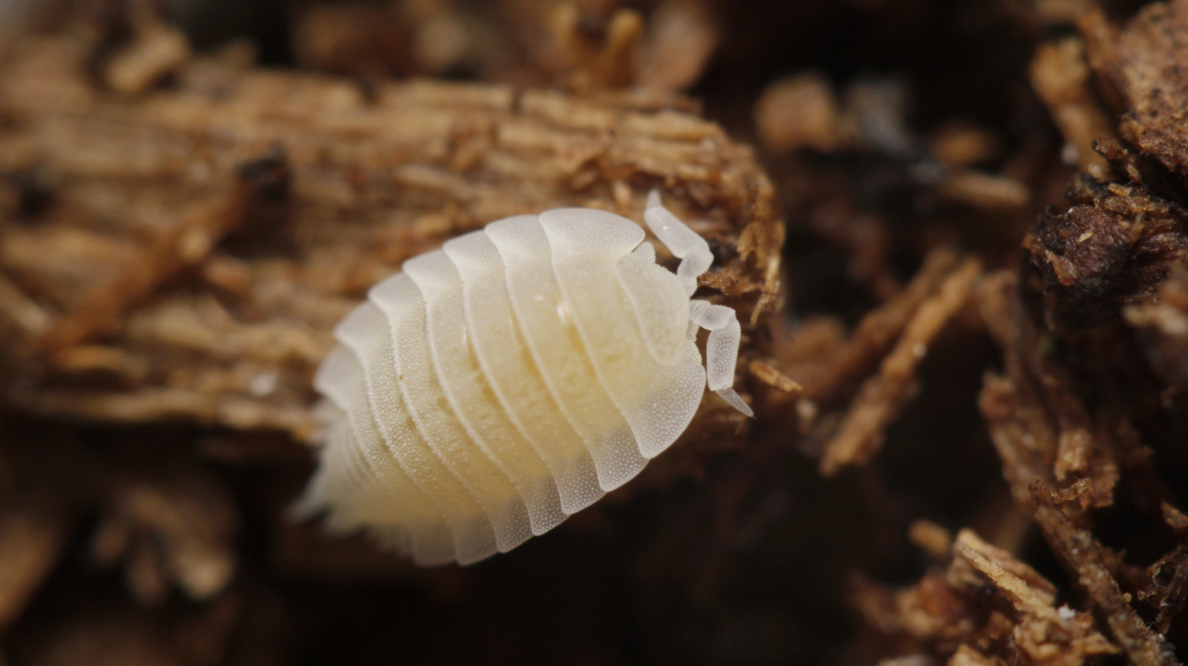 Ameisenasseln sind leicht an Farbe und Körperbau zu erkennen. Foto: Benedikt Kästle