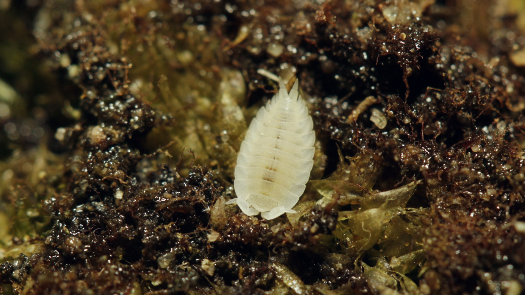 Ameisenasseln verbringen einen Großteil ihres Lebens in den Nestern von Ameisen und ernähren sich von deren Hinterlassenschaften. Foto: Benedikt Kästle