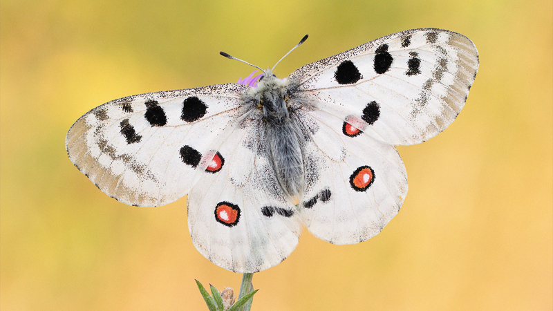 Der Apollofalter zählt zu den größten einheimischen Tagfaltern und ist außerhalb der Alpen durch seine markanten roten Flecken auf den Hinterflügeln unverwechselbar. Foto: Daniel Müller