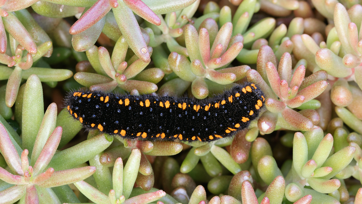 Die schwarze Raupe des Apollofalters besitzt ab dem zweiten Larvenstadium zwei auffällige orangefarbene Fleckenreihen. Hier ruht sie auf einem Polster der Weißen Fetthenne. Foto: Daniel Müller