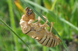 Wenn man solche Exuvien entdeckt, befindet man sich in einem Lebensraum von Bergzikaden. Foto: Dr. Hannes Petrischak