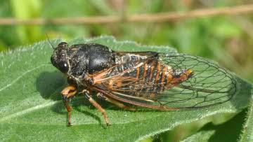 Eine Bergzikade auf einem saarländischen Kalk-Halbtrockenrasen. Foto: Dr. Hannes Petrischak