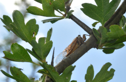 Nur mit viel Glück und Geduld lässt sich eine Bergzikade auf einer Singwarte wie hier im Weißdorn-Busch aufspüren. Foto: Dr. Hannes Petrischak
