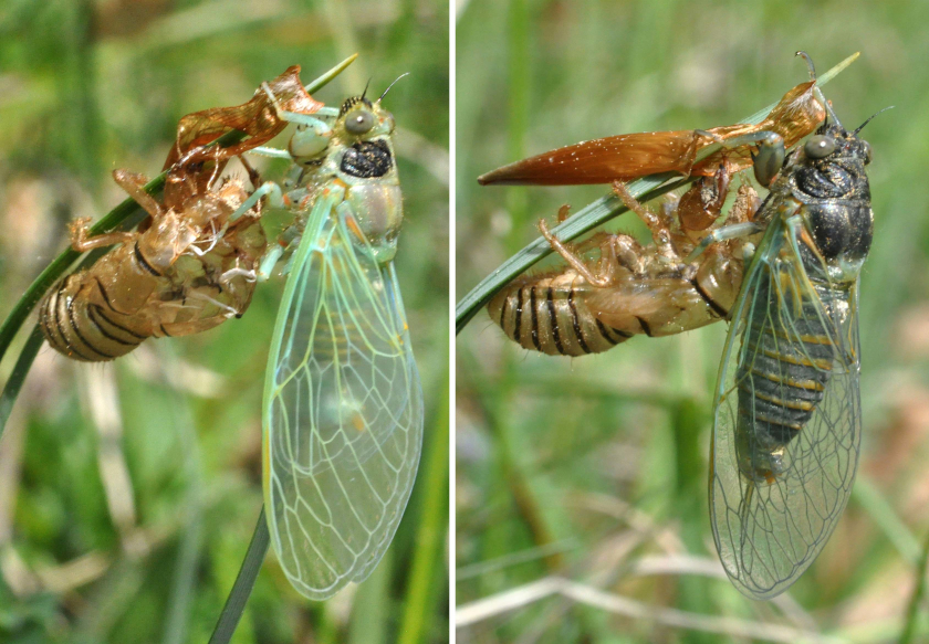 Unmittelbar nach dem Schlüpfen ist das Außenskelett der Bergzikade noch weich und muss erst allmählich aushärten. Zwischen den beiden Aufnahmen liegen 45 Minuten. Foto: Dr. Hannes Petrischak