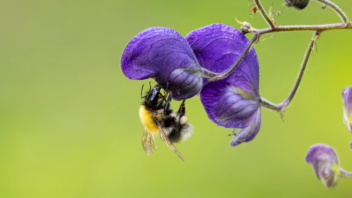 Eine Eisenhuthummel auf einer Eisenhutblüte