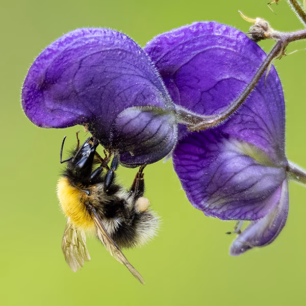 Eine Eisenhuthummel auf einer Eisenhutblüte