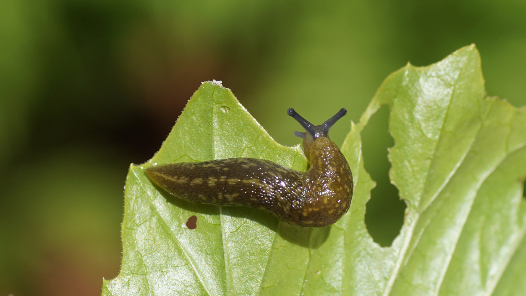 Auf Pflanzen sieht man Bierschnegel eher selten, viel lieber sucht er in feuchten Kellern oder an kühlen Mauern seine Nahrung. Foto: Thijs de Graaf/AdobeStock