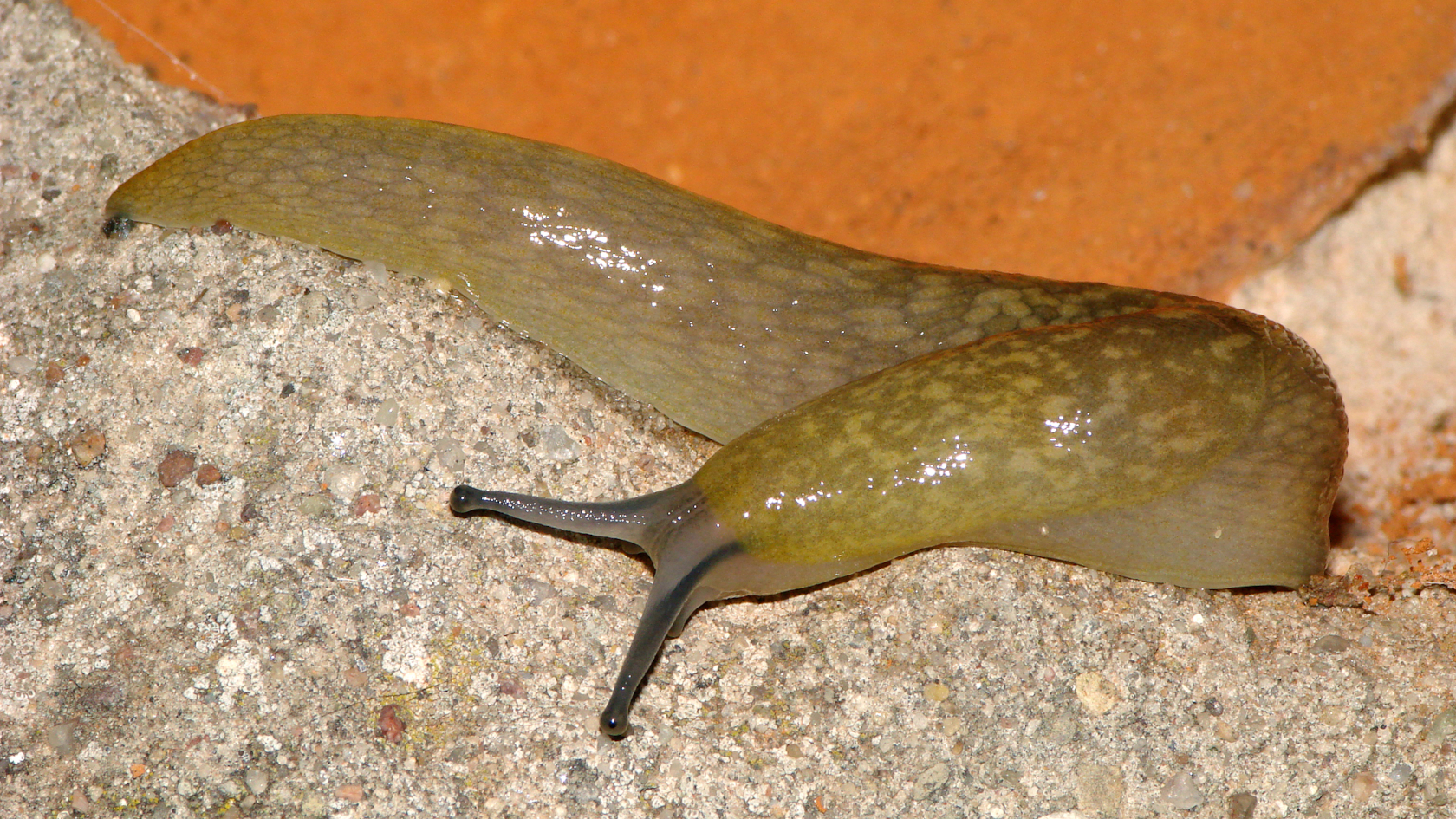 Ein typischer Bierschnegel ist schmutziggelb, mit geflecktem Körper, blaugrauen Fühlern und gelbem Körperschleim. Aber auch andere Farbvarianten können vorkommen. Foto: Dr. Ira Richling