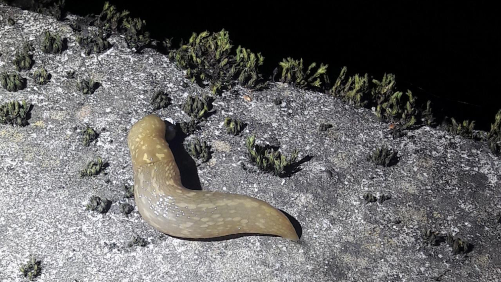 Wer auf die Suche nach Bierschnegeln geht, sollte Taschenlampe und Kamera mitnehmen, um den Fund bei NABU-naturgucker.de zu melden. Foto: Dr. Steffen Caspari