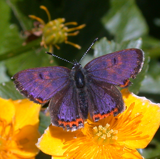 Der sehr seltene Blauschillernde Feuerfalter (Lycaena helle) ist in der Roten Liste der Tagfalter Deutschlands als stark gefährdet eingestuft. Hier saugt ein Männchen an einer Sumpf-Dotterblume (Caltha palustris).