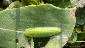 Die einzige Nahrungspflanze der Raupen in Deutschland ist der Schlangen-Wiesenknöterich (Bistorta officinalis).