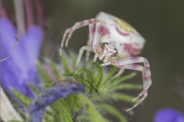 Die Blumenkrabbenspinne (Thomisus onustus) gilt in Mecklenburg-Vorpommern als Stark gefährdet, da ihr Lebensraum - trockene Heiden und Magerrasen - bedroht ist. Foto: Udo Steinhäuser/ LUNG