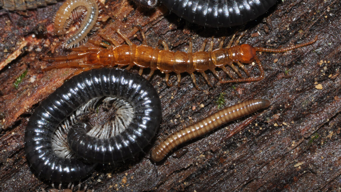 Totholz ist ein ausgesprochen wertvolles Habitat für Hundert- und Doppelfüßern. Auf engem Raum sind hier der Steinläufer Lithobius valesiacus (langbeinig, bräunlich), der Samenfüßer Haasea germanica (klein, hell,beige) und der Schnurfüßer Tachypodoiulus niger (schwarz) zu sehen. Foto: Jörg Spelda