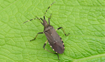Die Wanze Dicranocephalus agilis steht auf der Vorwarnliste. Foto: Dr. Günter Matzke-Hajek
