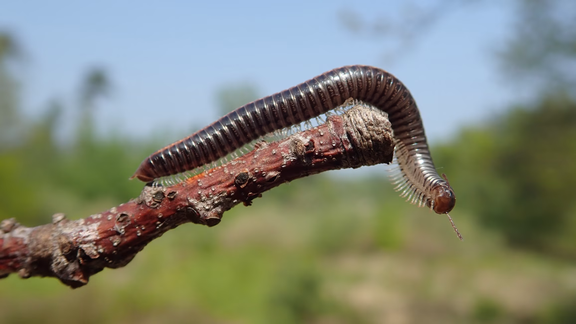 Während die meisten Doppelfüßer nur von Herbst bis Frühjahr nachts den schützenden Boden verlassen, ist der häufige Sandschnurfüßer (Ommatoiulus sabulosus) besonders im Frühsommer tagsüber laufend sowie kletternd an der Oberfläche unterwegs. Foto: Leif Moritz