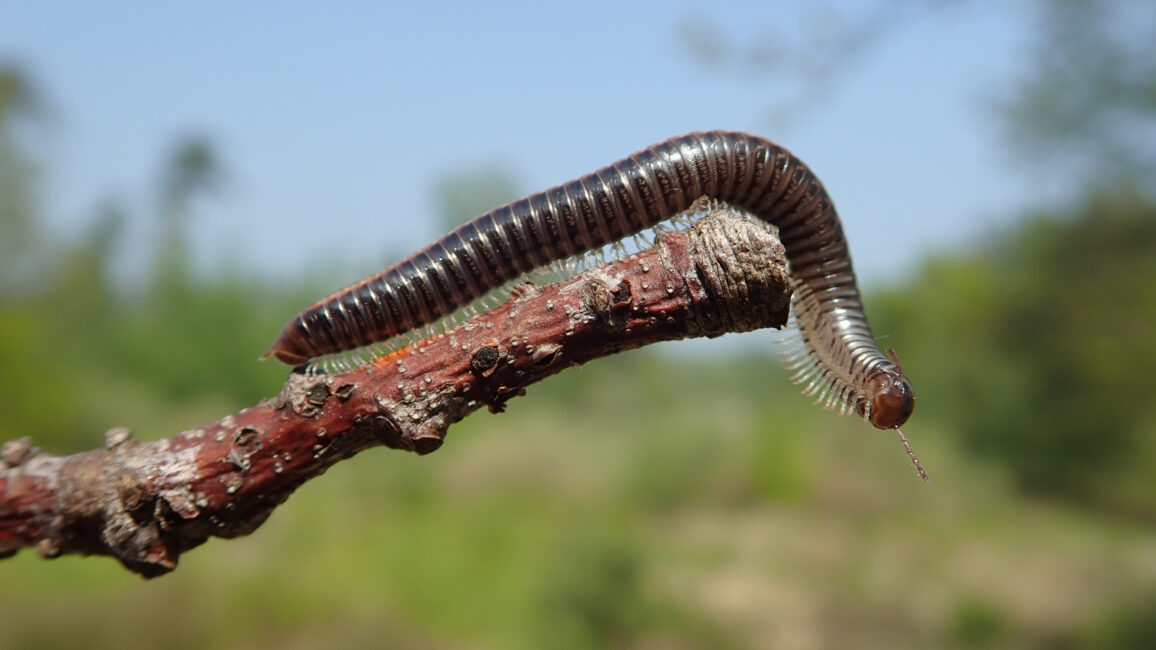 Während die meisten Doppelfüßer nur von Herbst bis Frühjahr nachts den schützenden Boden verlassen, ist der häufige Sandschnurfüßer (Ommatoiulus sabulosus) besonders im Frühsommer tagsüber laufend sowie kletternd an der Oberfläche unterwegs. Foto: Leif Moritz