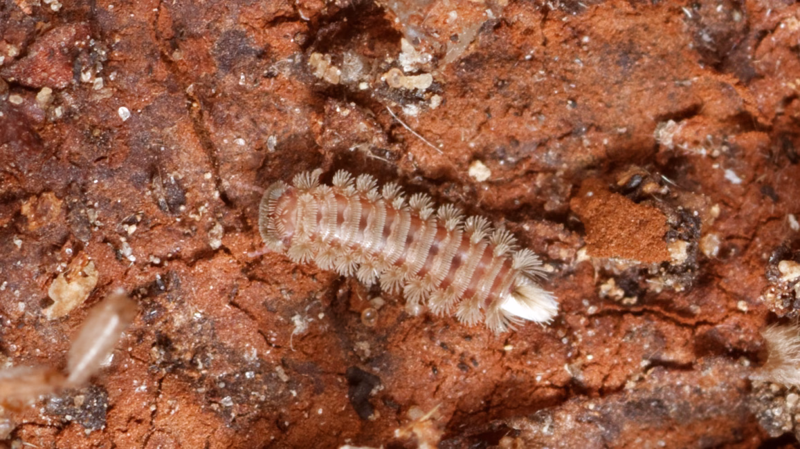 Der nur 2–3 mm große, ungefährdete Polyxenus lagurus, unser einziger heimischer Pinselfüßer (Polyxenida), ist ein typischer Bewohner von Steinmauern oder von der Rinde lebender Bäume. Foto: Hans Reip