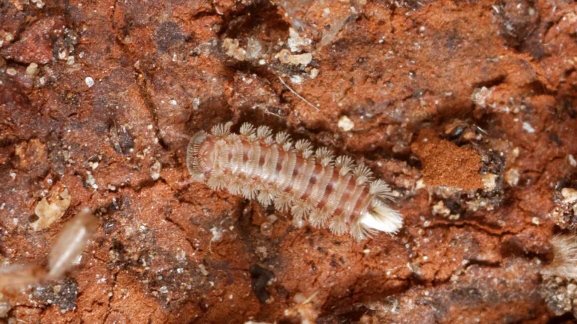 Der nur 2–3 mm große, ungefährdete Polyxenus lagurus, unser einziger heimischer Pinselfüßer (Polyxenida), ist ein typischer Bewohner von Steinmauern oder von der Rinde lebender Bäume. Foto: Hans Reip