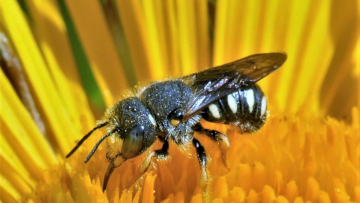Männchen der Distel-Wollbiene (Anthidium nanum) auf einem Blütenkopf des Gewöhnlichen Alants (Inula helenium). Foto Dr. Günter Matzke-Hajek.