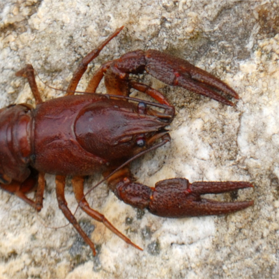 In den letzten Jahrzehnten sind die Bestände der drei einheimischen Flusskrebsarten weitgehend zusammengebrochen. Foto: Sascha Schleich