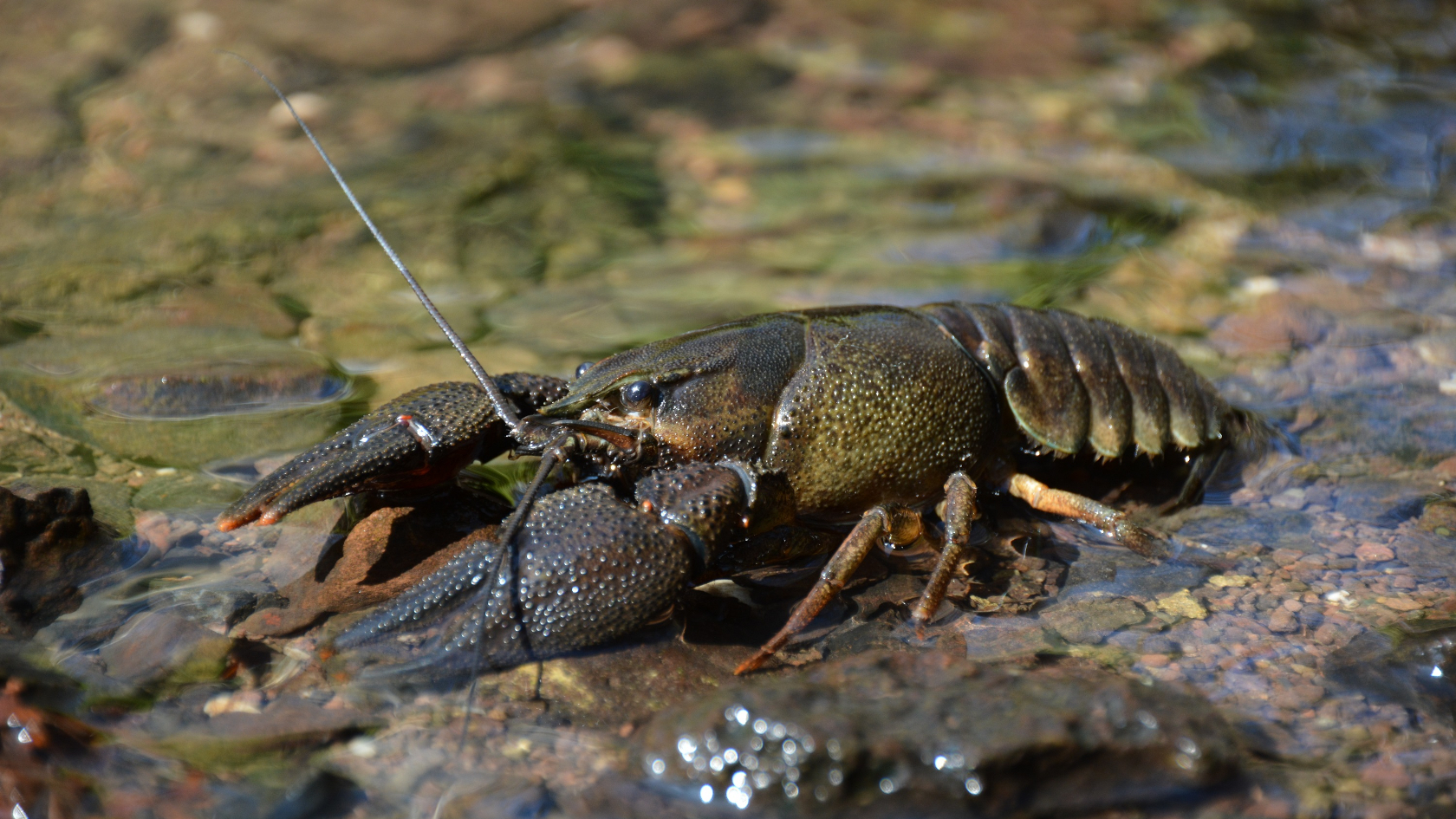 Von den je 5 Schreitbeinen des Edelkrebses sind die Endglieder des vordersten Paares zu großen Scheren umgebildet. Foto: Sascha Schleich