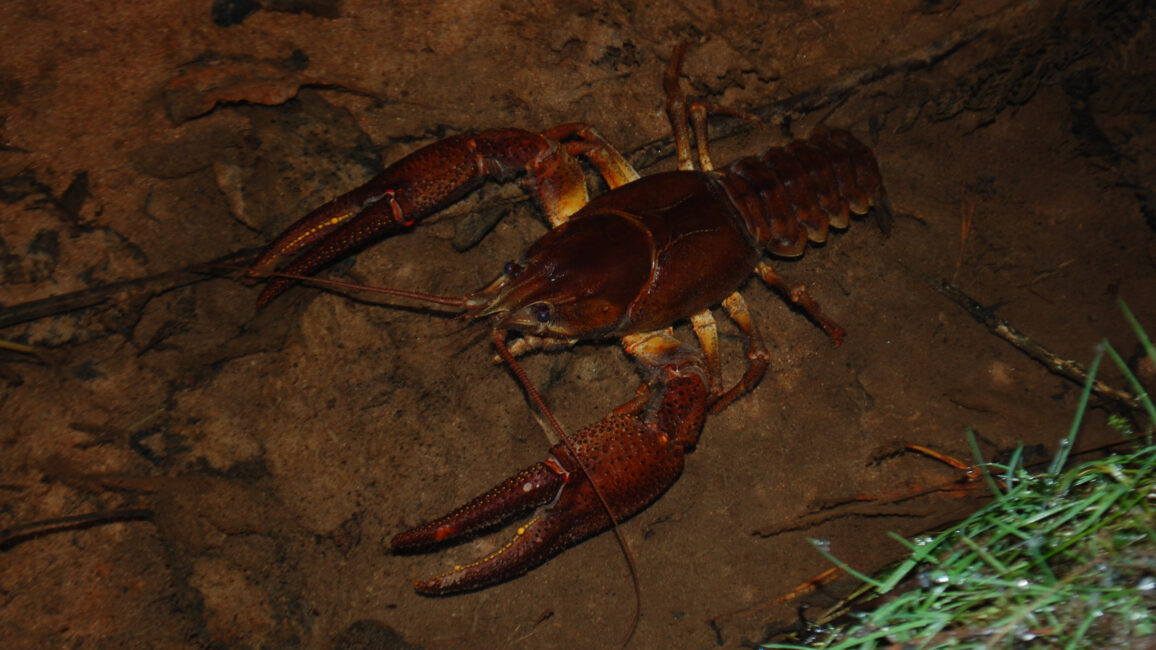 Edelkrebse verstecken sich tagsüber an Uferböschungen, z.B. unter Steinen und Wurzeln. Foto: Sascha Schleich