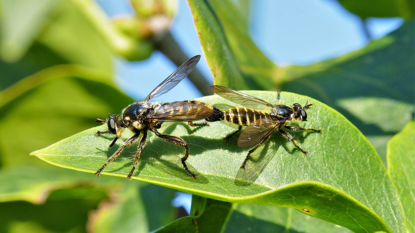 Bei der Paarung der Fransen-Mordfliege (Choerades fimbriata) sind Männchen (links) und Weibchen (rechts) voneinander abgewandt. Foto: Dr. Günter Matzke-Hajek