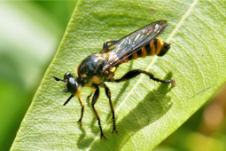 Goldfarbene Haarsäume an den Tergiten des Hinterleibs sind typisch für die Fransen-Mordfliege – hier ein junges Männchen. Gut erkennbar ist auch die leicht aufwärts weisende untere Kontur des Stechrüssels.  © Foto: Dr. Günter Matzke-Hajek
