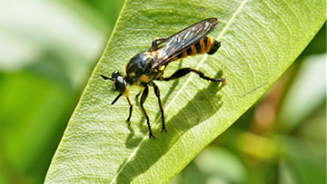 Goldfarbene Haarsäume an den Tergiten des Hinterleibs sind typisch für die Fransen-Mordfliege  - hier ein junges Männchen. Gut erkennbar ist auch die leicht aufwärts weisende untere Kontur des Stechrüssels. Foto: Dr. Günter Matzke-Hajek