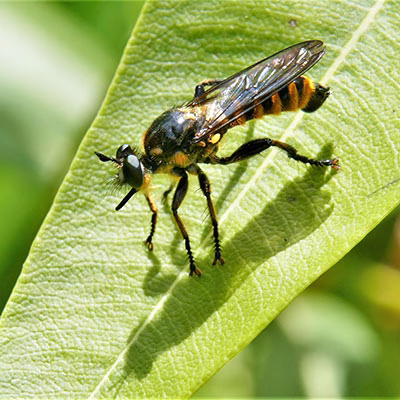 Goldfarbene Haarsäume an den Tergiten des Hinterleibs sind typisch für die Fransen-Mordfliege - hier ein junges Männchen. Gut erkennbar ist auch die leicht aufwärts weisende untere Kontur des Stechrüssels. Foto: Dr. Günter Matzke-Hajek