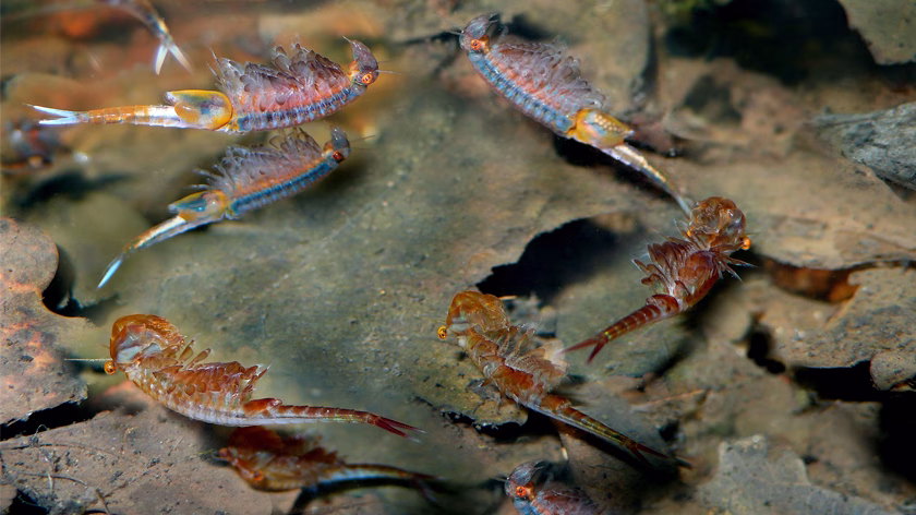 Frühjahrs-Feenkrebse schwimmen meist mit dem Bauch nach oben durch die Tümpel. Foto: Uwe Manzke