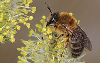 Weibchen der Frühlings-Seidenbiene (Colletes cunicularius) im Blütenstand einer Weide. Foto: Ulrich Maier